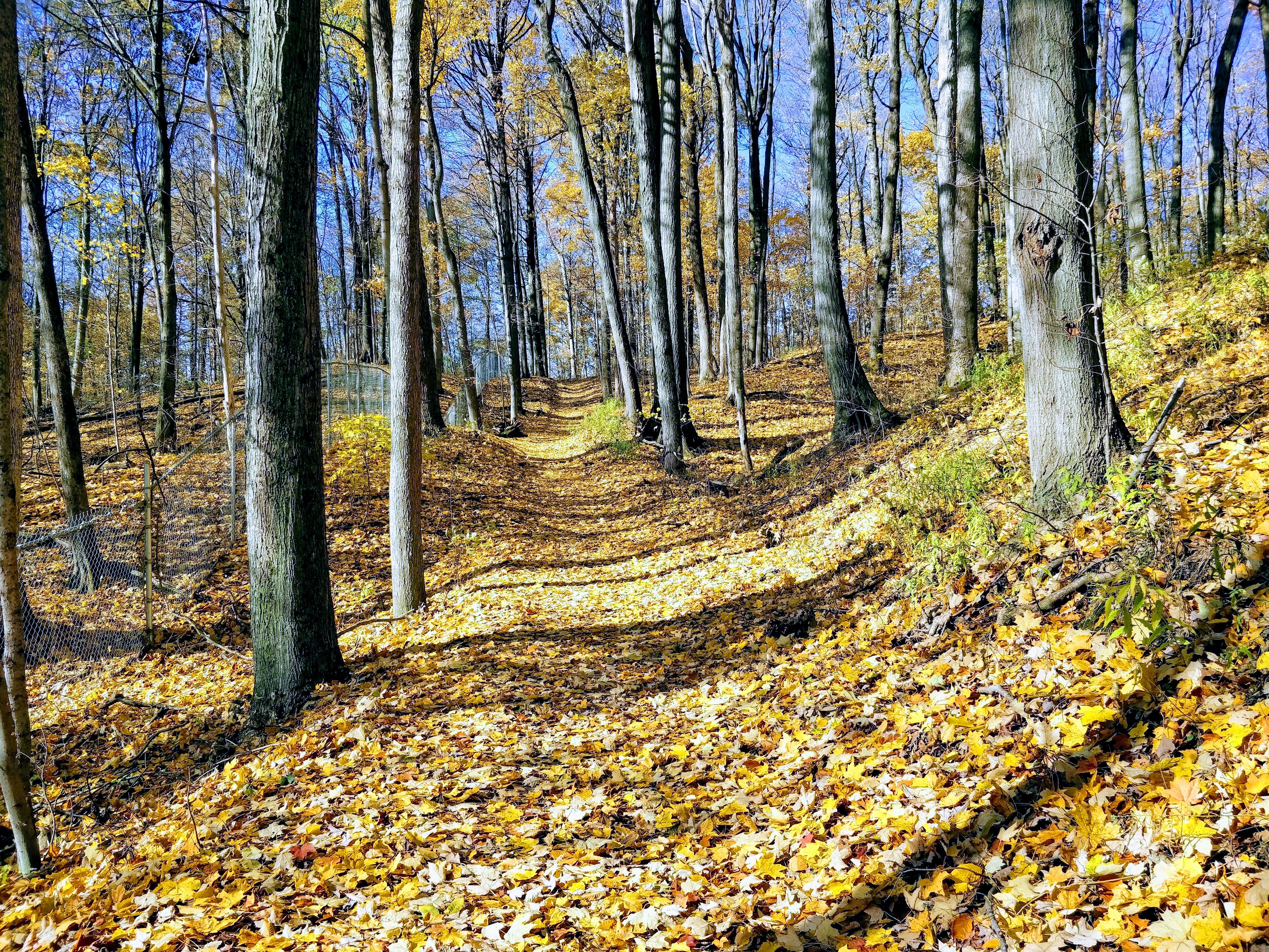 IMG_20181104_104002-EFFECTS